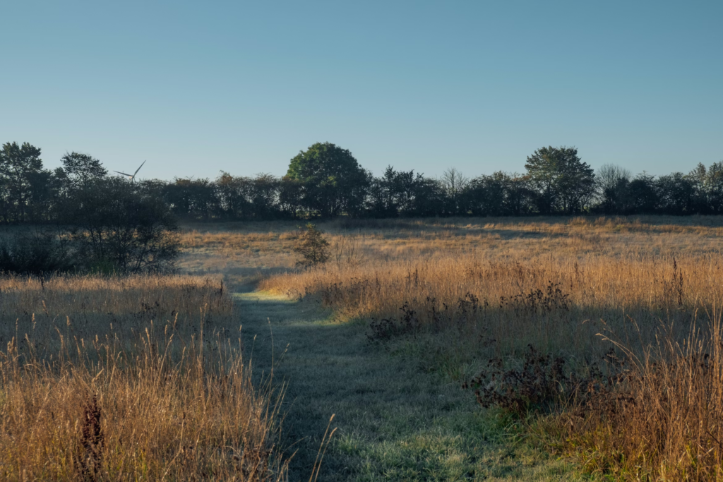 デンマークの畑